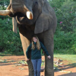 Junior Elizabeth Gambel is pictured with an African elephant during a trip to Elephant Whispers in Mpumalanga. The organization rescues elephants and trains them for educational purposes.