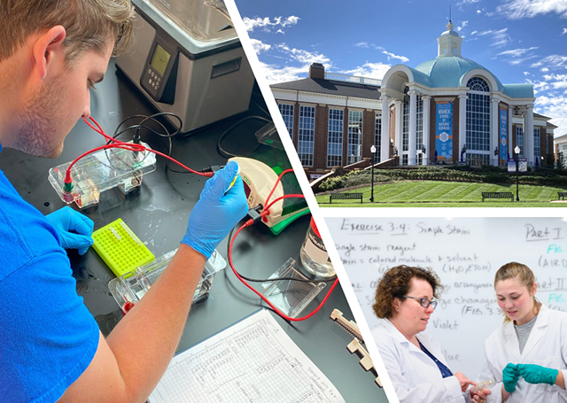 Biology at the Wanek School of Natural Sciences