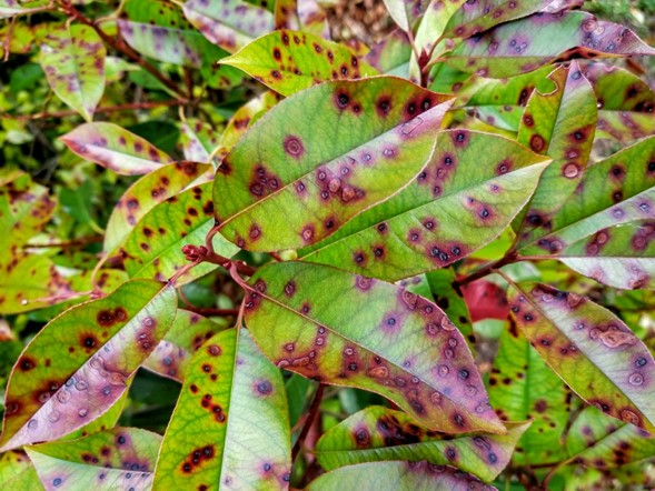 Hughes Research Spotted Leaves
