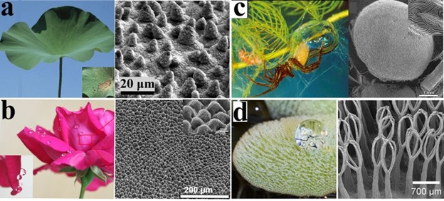 Super Hydrophobic Surfaces