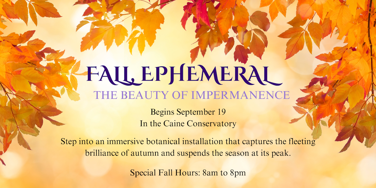 fall ephemeral the beauty of impermanence begins september 19 in the caine conservatory step into an immersive botanical installation that captures the fleeting brilliance of autumn and suspends the season at its peak with special fall hours 8 am to 8 pm