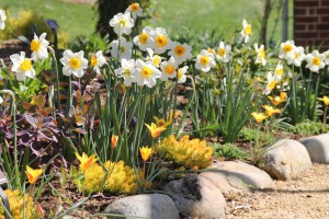 Daffodils and perennial tulips bring early color to the perennial garden
