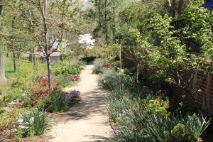 The Azalea path is transitioning from the early bloom of the daffodils to the blooming of the azaleas