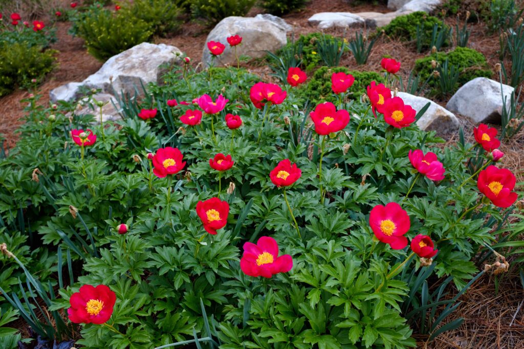 180425 Gardens 0050ed