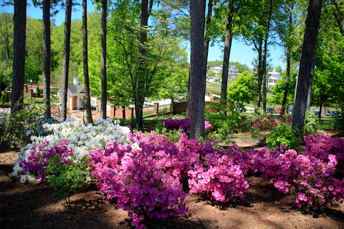 overlook garden high point university