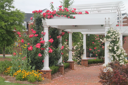 pat plaxico climbing rose garden high point university
