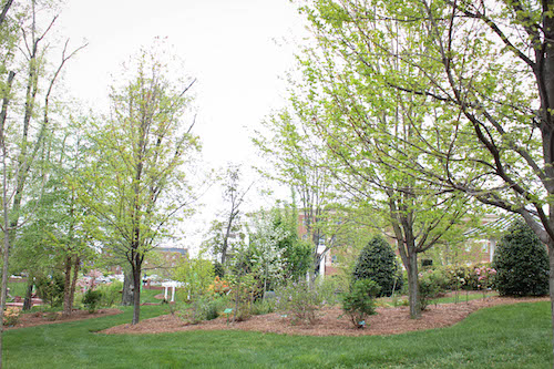 wandering dogwood grove high point university