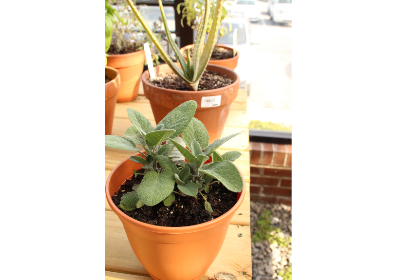 garden sage greenhouse hpu