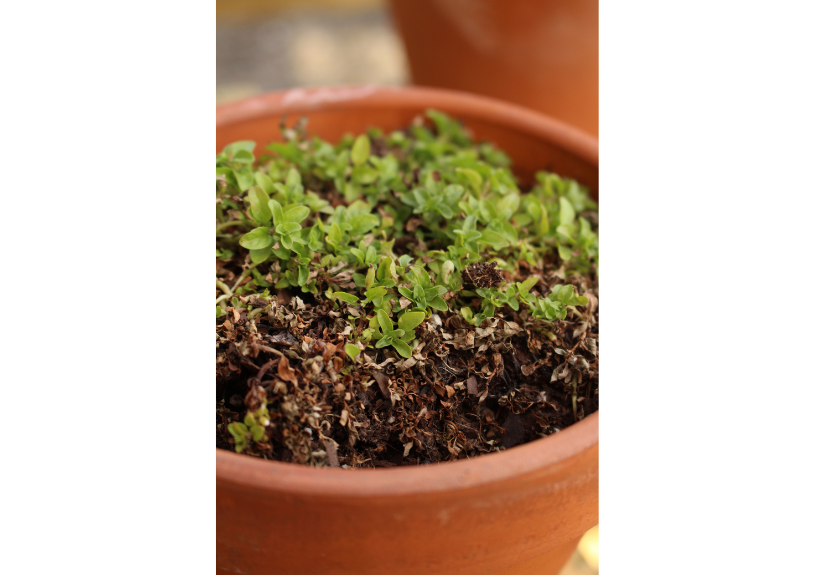 pennyroyal greenhouse hpu