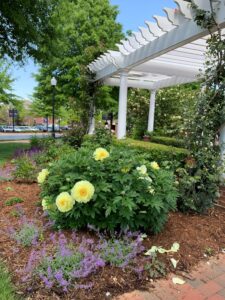 climbing rose arbor