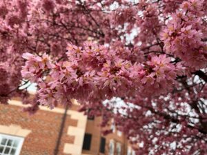 katsura tree
