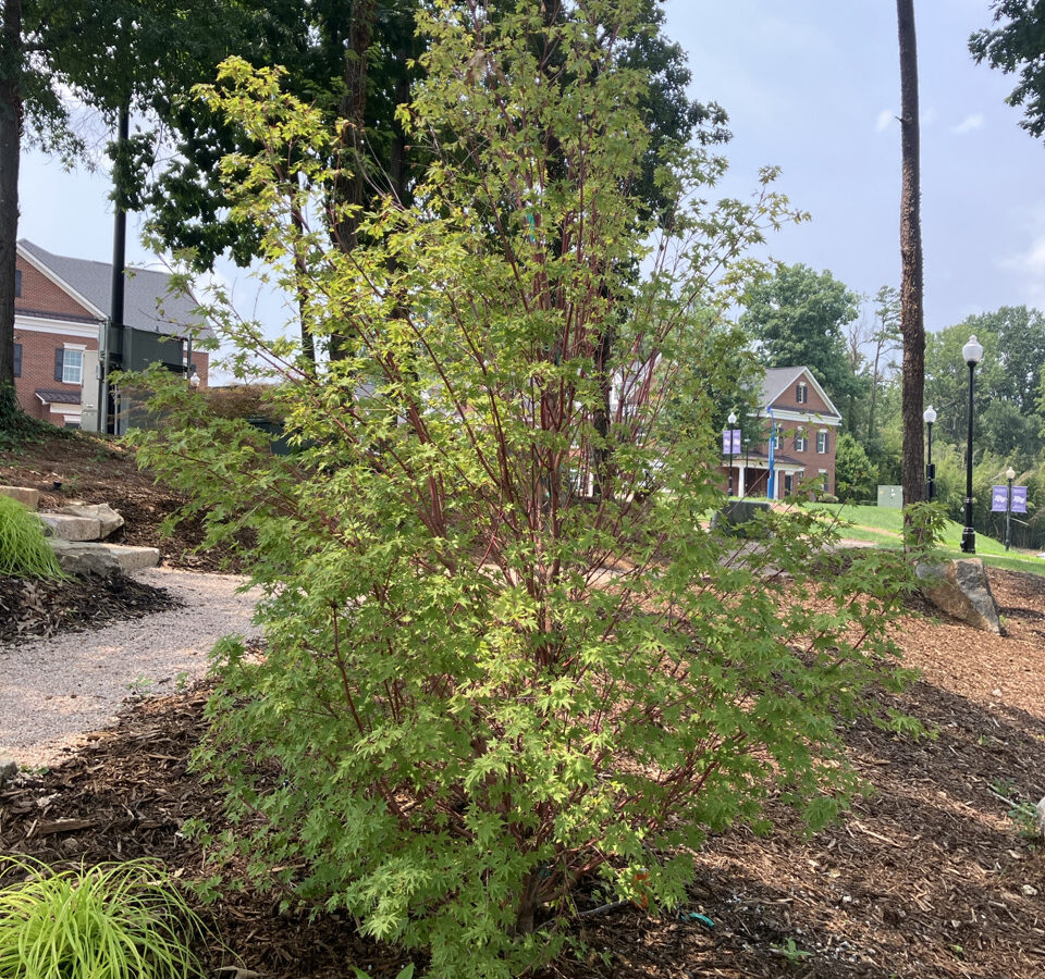 Acer palmatum