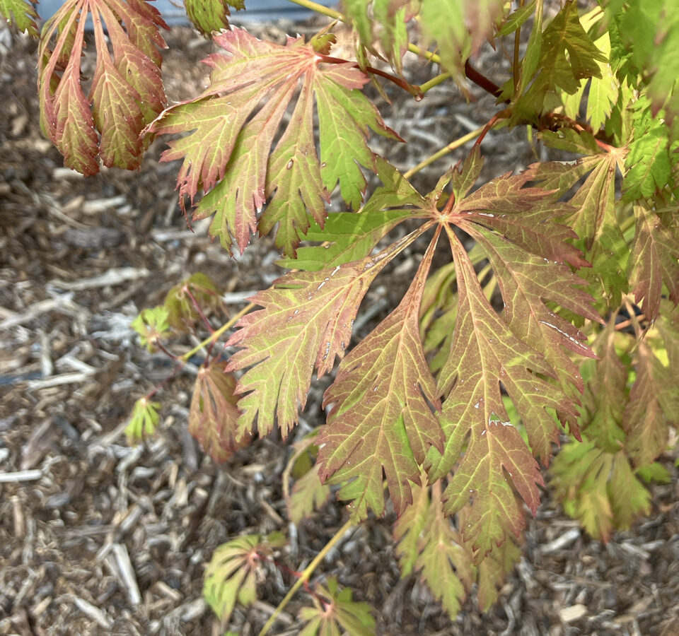 Acer japonicum