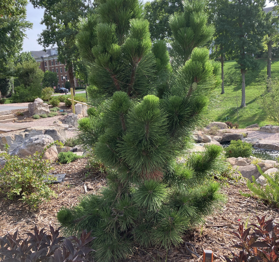 Pinus thunbergii 'Thunderhead'