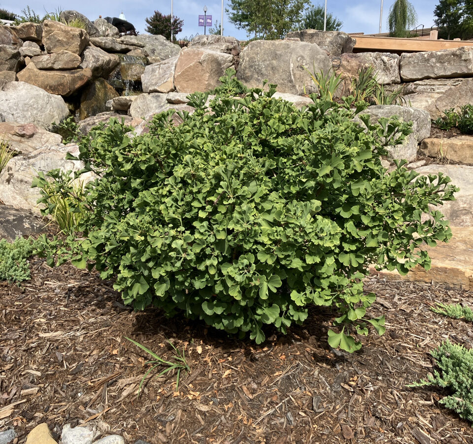 gingko biloba