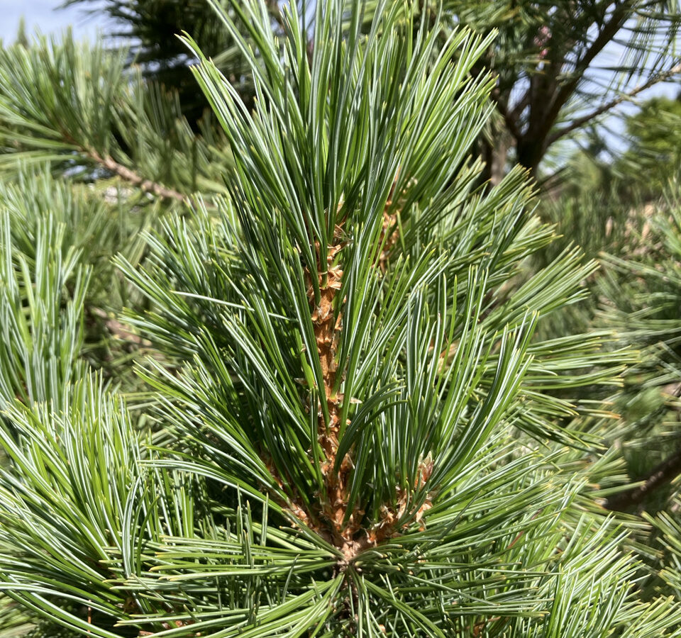 pinus flexilis