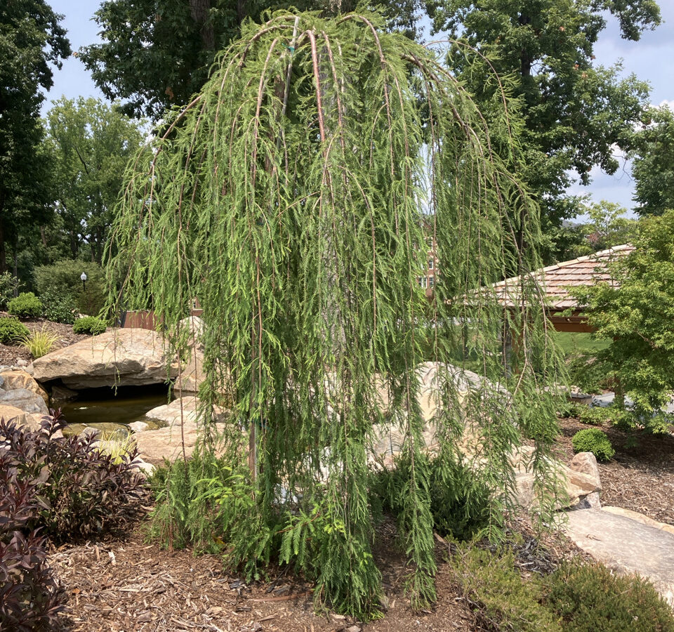 taxodium distichum cascade falls