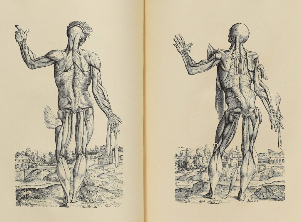 10th and 11th plates of the muscles