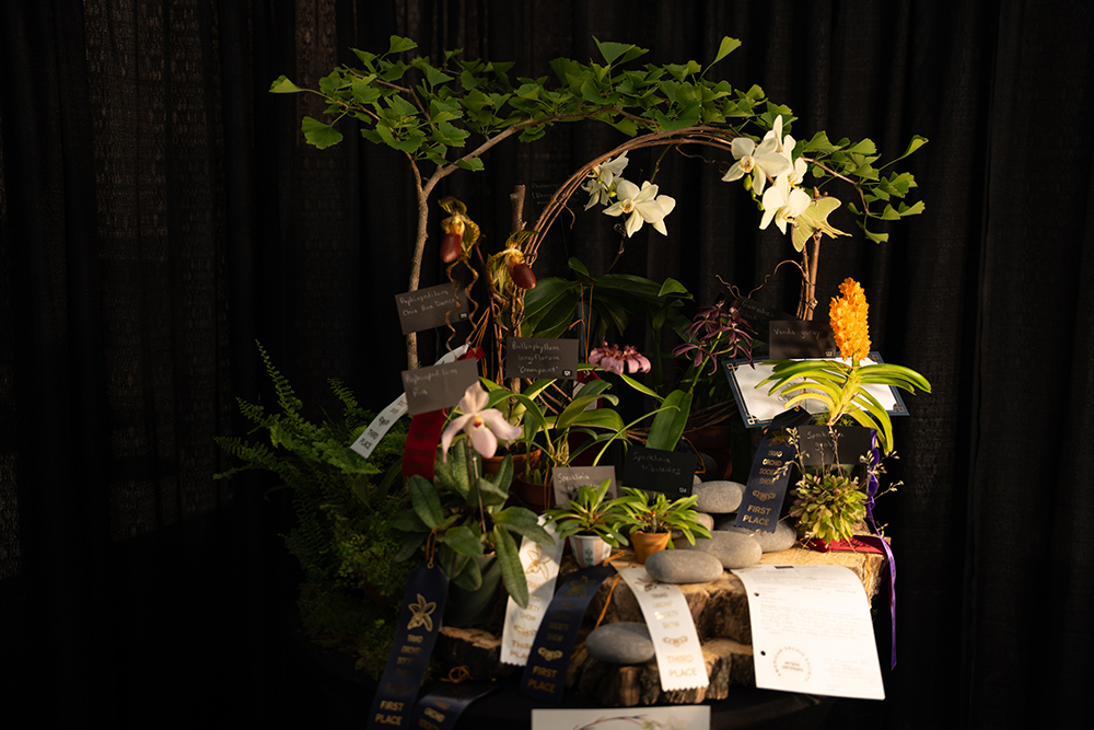 An award-winning entry from the 2024 event HPU hosted to provide a showcase of the dazzling diversity of orchids, one of the largest plant families on Earth — with more than 25,000 species.