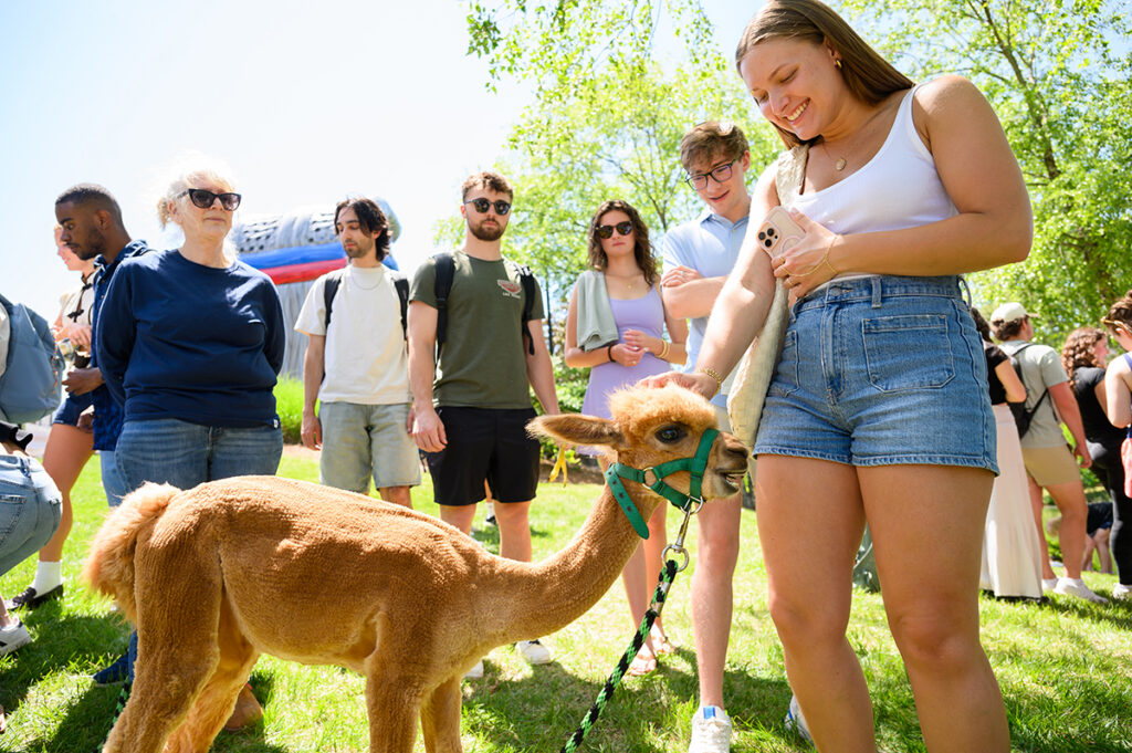 HPU students smiled as they petted a baby alpaca.