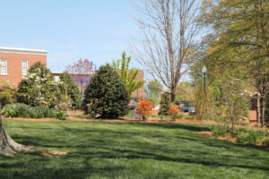 Deciduous azaleas bring color and fragrance to the Wandering Dogwood Grove