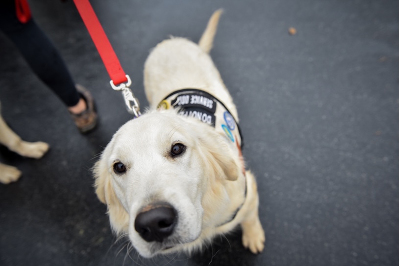 patriot rover service dogs 38261572976 o